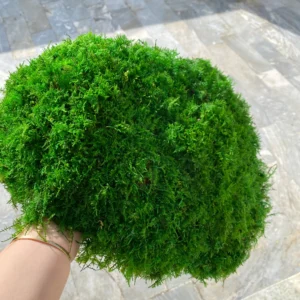 سایپرس